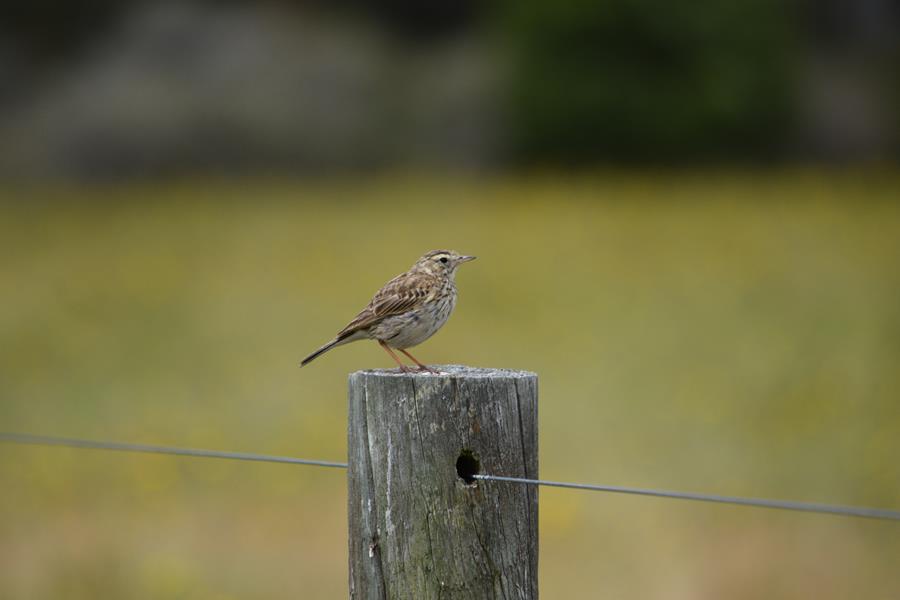 Songlark rufous a02.JPG